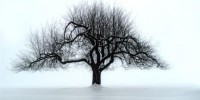 secco apple tree in winter www 200x100 - تست درخت