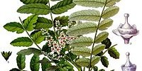 200px Boswellia sacra   Köhler–s Medizinal Pflanzen 022 200x100 - گیاه کندر