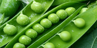61 - دلایلی برای مصرف نخود سبز