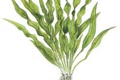 plant aqvarium 248x165 - نقش گیاهان آکواریومی چیست