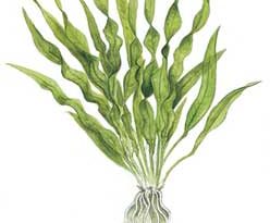 plant aqvarium 248x205 - نقش گیاهان آکواریومی چیست