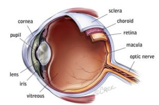 Eye Anatomy 310x205 - توصیه هایی برای سلامت چشمها