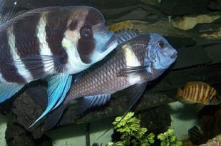 معرفی ماهی دیبوسی