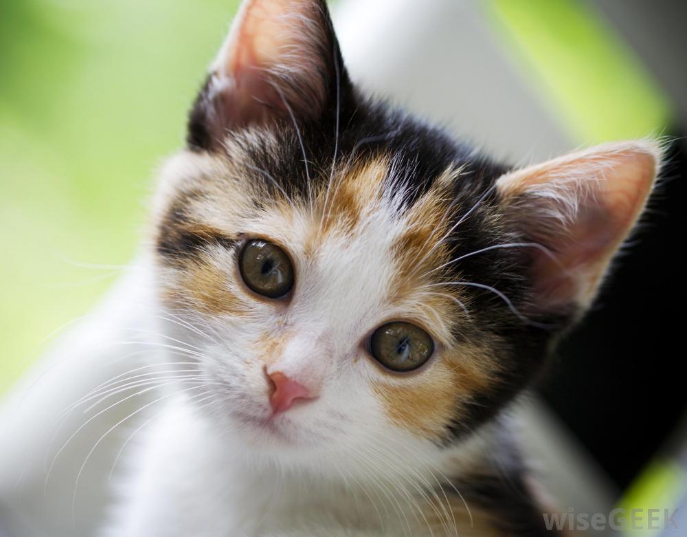bimare dar cat - بیماریهای گربه های اهلی