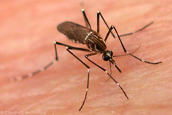 dengue mosquito - درباره پشه ها