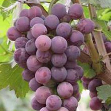 grape - میوه هایی برای کاهش وزن