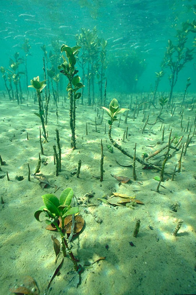 mangroves under water 682x1024 - معرفی گیاهان دریایی - گیاهان اکواریومی