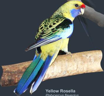 rosella - معرفی طوطی رزیلای غربی