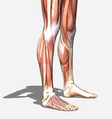 روش محافظت از ساق پا