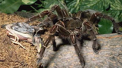 mygale - درباره میگال یا عنکبوت وحشی