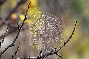Cobweb - فضایل و برکات سوره عنکبوت