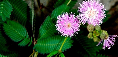 Mimosa pudica - معرفی گل قهر و آشتی یا گل حساس