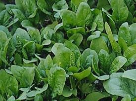 spinach 275x205 - مواد خوراکی زمستانی برای کاهش وزن