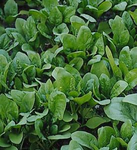 spinach - مواد خوراکی زمستانی برای کاهش وزن