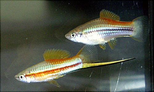 Neon Swordtail - معرفی ماهی دم شمشیری نئون