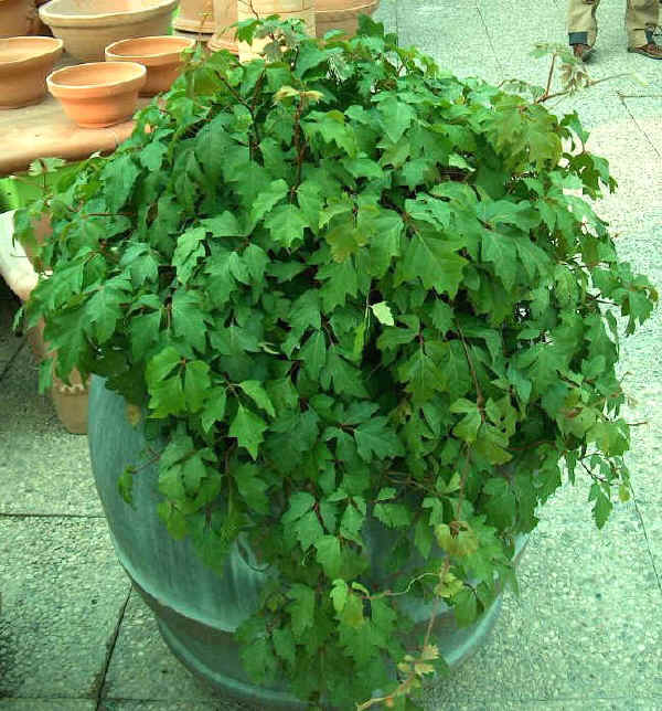 cissusrhombifolia - نحوه نگهداری پیچ سیسوس
