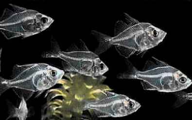 glassfish - گلس فیش یا ماهی شیشه ای