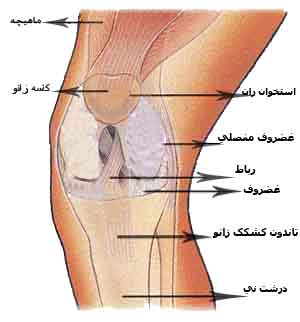 مفصل - روش هایی برای کاهش درد مفاصل