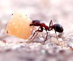 index6 - درس گرفتن از مورچه ها