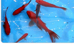 hhs41 - ماهی قرمز عید نوروز