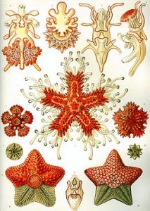 260px Haeckel Asteridea 213x300 - اطلاعاتی شگفت در زمینه ی جانوران (ستاره دریایی)