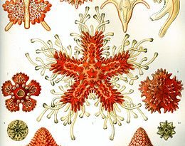 260px Haeckel Asteridea 260x205 - اطلاعاتی شگفت در زمینه ی جانوران (ستاره دریایی)