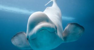 Beluga Whale 8907 310x165 - زیبا ترین و بانمک ترین موجود دریا (نهنگ)