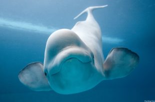 Beluga Whale 8907 310x205 - زیبا ترین و بانمک ترین موجود دریا (نهنگ)