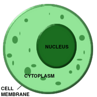 cytoplasm1 - سیتوپلاسم