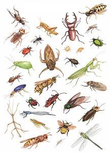 insect3 216x300 - مطالعه جالب وهیجان انگیز از پیدایش حشرات