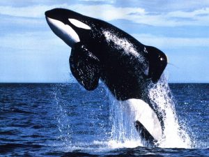 killerwhale 300x225 - زیبا ترین و بانمک ترین موجود دریا (نهنگ)