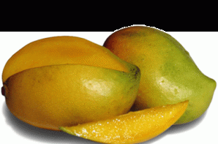 mango 310x205 - آشنایی با خواص یکی از پرکالری ترین میوه ها در دنیا