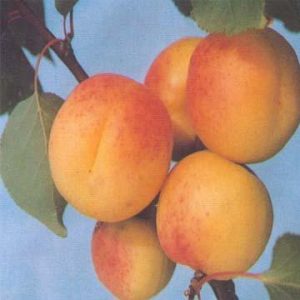 Apricot Puree 300x300 - خواص و مضرات زرد آلو