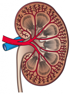 449px-Kidney_Cross_Section